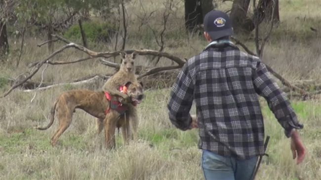 護狗心切！挑戰動物拳擊霸主「袋鼠」