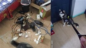 毛小孩,哈士奇,抓姦,劈腿 圖／翻攝自頭條號