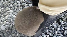 小企鵝把頭塞進飼育員雙腳間。（圖／翻攝自大阪・海遊館@Osaka_Kaiyukan推特）