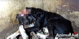  流浪狗頭大片傷口長蛆　獲救後再次活蹦亂跳 圖翻攝自Animal Aid Unlimited https://www.facebook.com/AnimalAidUnlimited/videos/10154824772883259/