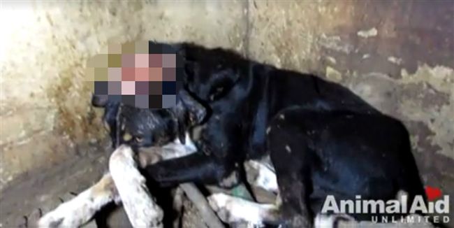 浪浪頭部傷口長蛆　獲救後2個月……