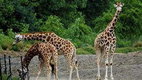 ▲長頸鹿被列為「易危物種」，示意圖。（圖／攝影者Neil Turner, Flickr CC License）
https://www.flickr.com/photos/neilt/14267283414/in/photolist-nJKyi5-jBVU9-9aPLkL-6EzgtH-KhAz1-5Yb1L3-4o3wvK-dtjQ6h-6TvCKD-4nnuWt-9eTfBK-gtiGA8-oZmfnE-3dbHS-aAH1f2-7Xq15j-4CGy7n-8d4KxB-6AHGVV-4nrBXw-p6U5Ma-cAJpUs-gtizxt-8f1ZHP-69NMpe-9wwUrM-eWSDKD-nsi1fa-a2h9Zh-c8pCTb-9zqZjN-mjfX6-a2eeKz-9wwUGF-2H3YEX-imGPXF-6Sv3Gq-4K2rp6-dijoeT-79CChk-79ttdB-dbm37p-eb2yPV-qzzoE3-9Z6aUQ-aBYCxk-gti1yz-54yb6x-9E6uKy-L5osX
