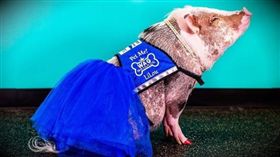 小豬,舊金山,機場 圖／翻攝自lilou_sfpig IG 16:9