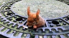 紅松鼠,松鼠,水溝蓋,胖,橄欖油,橄欖油寶貝,收容所,德國,慕尼黑(BBC 中文網)