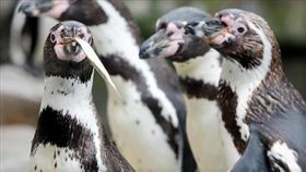 企鵝（圖／翻攝自CBSNEWS網站）