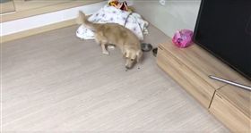 Miumiu將飼料咬出來給「吸塵器怪獸」