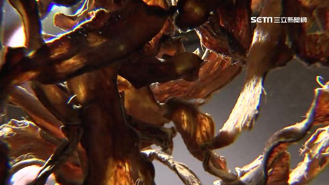 吃老薑可以淨肺？食藥署：無科學根據
