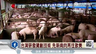 台研發藍耳病疫苗　搶千億農業生技財