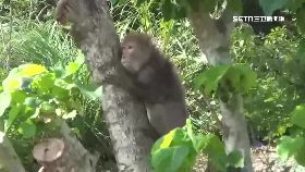 w猴攻八月嬰2400