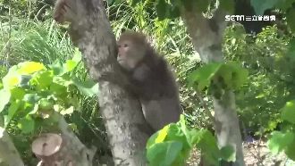 野猴闖民宅覓食　抓狂咬傷8月大女嬰