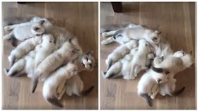 貓媽媽被孩子淹沒　露出一顆頭怒喵：奴才還不快來救我
圖／翻攝自臉書Happy Cats