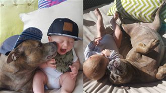 比特犬化身毛姊姊　愛舔小主人臉撒嬌