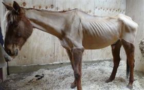 英國虐馬（圖／翻自每日郵報）