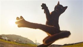 貓,貓星人,武打,攝影師,葉問,一代宗師,貓拳,アクセント,動態攝影　圖／翻攝自アクセント推特