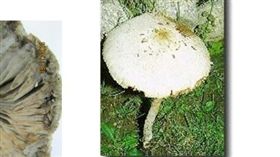 誤食恐腹痛、血便！路邊的野菇你不要採