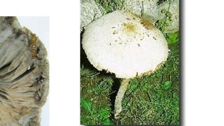 誤食恐腹痛血便！路邊的野菇你不要採