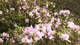 陽明山花季-T.R Cheng-維基百科-https://zh.wikipedia.org/wiki/%E9%99%BD%E6%98%8E%E5%B1%B1%E5%9C%8B%E5%AE%B6%E5%85%AC%E5%9C%92#/media/File:Yangmingshan_Park.JPG