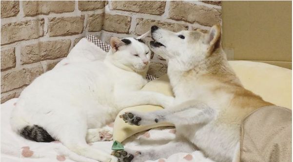 柴犬姐姐做噩夢　暖男貓弟伸手安撫