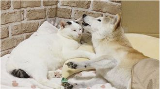 柴犬姐姐做噩夢　暖男貓弟伸手安撫