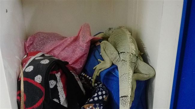 疑遭飼主棄置　車站寄物櫃驚見綠鬣蜥