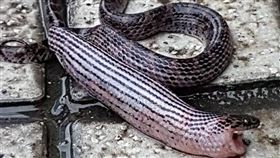 紅斑蛇剛進食完,圖／宜蘭知識+粉絲專頁