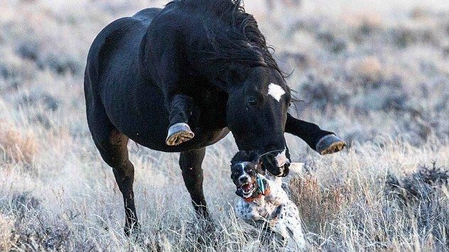 獵犬被野馬狂追　驚恐逃命竟摔了一跤
