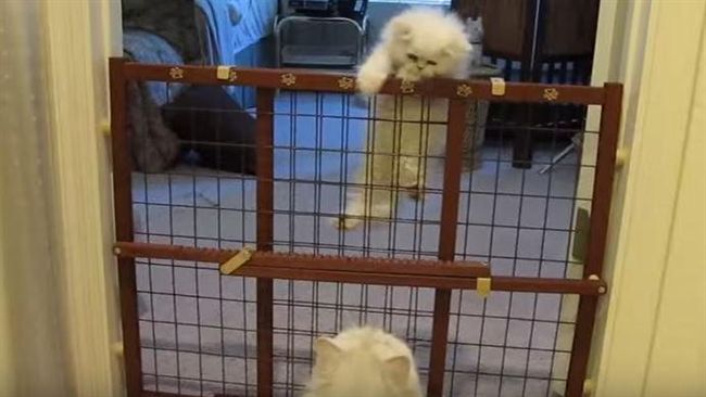 貓媽媽教小貓越獄　驕傲給舔毛獎勵