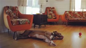 狗,寵物,起床,週一症候群,汪汪,Rumble,上班族.週一,感染　圖／翻攝自Rumble