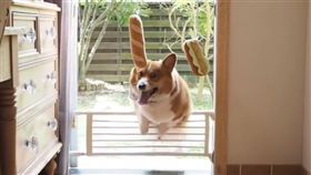 柯基,腿短,減肥,美食,距離,最遙遠的距離,胖,爆料公社,阿米爾罕　圖／爆料公社