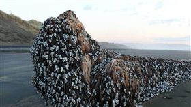 紐西蘭,海怪,觸手怪,藤壺,海藻,Newshub,穆里威海灘,Muriwai Beach,Melissa Doubleday　圖／翻攝自Melissa Doubleday臉書