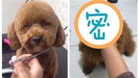 紅貴賓（圖／翻攝自petstylistt instagram、林口大家庭臉書社團）