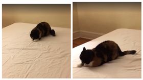 ▲貓咪跟「隱形朋友」玩。（圖／翻攝自PhotoCats臉書）
https://www.facebook.com/PTCatMeo/videos/1724506311209896/