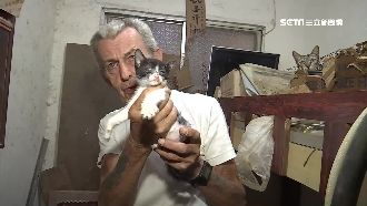 英國貓奴爺養50隻貓　臭又吵遭鄰嫌