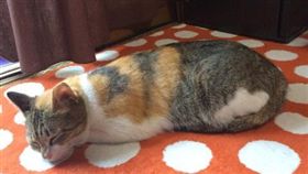 日本貓咪自選奴才