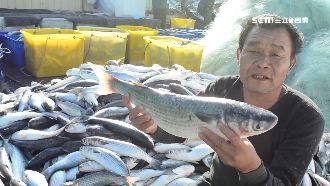漁民領年終！捕烏魚一晚賺逾500萬