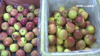 南非貨混梨山種　蜜蘋果騙很大賺3倍