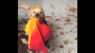 滿地都是腳印　小黃金叼毛巾幫倒忙