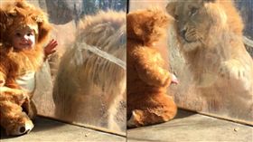 寶寶穿獅子裝　圖／翻攝自每日郵報