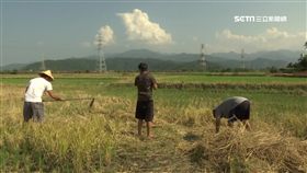 農村,農田,農耕,農民,蔬菜,採收