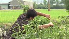 農村,農田,農耕,農民,蔬菜,採收