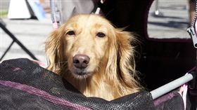 狗,貓,寵物,動物,浪浪,收容所,四四南村,毛小孩,世界動物日,孫其君（攝影／記者林顥宗）