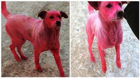 太可惡！浪浪慘被混混惡作劇　全身遭刺鼻顏料染成粉紅色
流浪狗,俄羅斯,惡作劇,染色
圖/翻攝自Dailymail