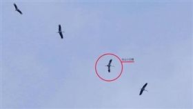 金山小白鶴疑現蹤南港／邱銘源臉書