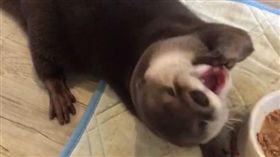 ▲水獺超萌吃相融化網友。（圖／翻攝自ponchan918 instagram）
https://www.instagram.com/p/BNxliZVgEM1/