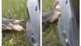 鱷魚（圖／翻攝自爆料公社）