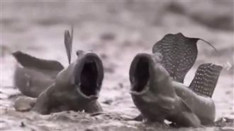 大彈塗魚張嘴互吼　吸引千萬網友觀看