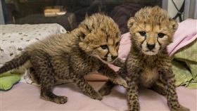 一對獵豹姐妹花剛出生就遭媽媽拋棄。（圖／翻攝自San Diego Zoo Global Zoonooz）