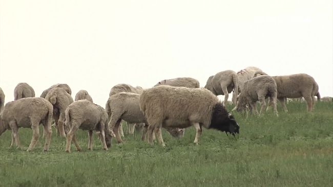 內蒙擁這些豐富資源　吸引投資客西進