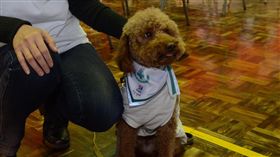 ▲貴賓狗「滿仔」過去曾是被遺棄的流浪犬，經過訓練後成為狗醫師，帶給病患不少歡笑。（圖／公關照）