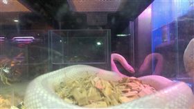 爬蟲動物市場 白蛇也是熱門選擇
白蛇傳裡許仙與白素貞的傳奇故事，浪漫動人，但如果
自己也養一條寵物白蛇呢？業者說，可以選擇養白色蟒
蛇，個性較溫馴的王蛇、球蟒，都是適合當寵物飼養的
蟒蛇。
中央社記者潘智義攝 105年12月17日